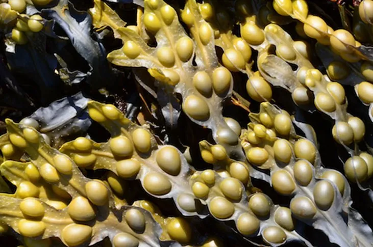 Fucus